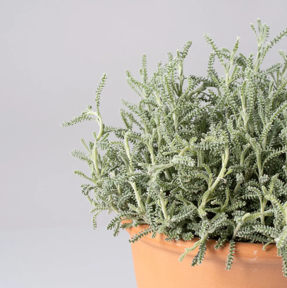Santolina chamaecyparissus - Planta aromática
