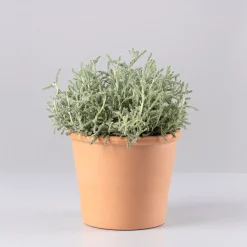 Santolina chamaecyparissus - Planta aromática
