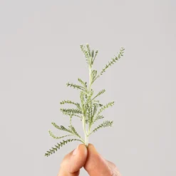 Santolina chamaecyparissus - Planta aromática