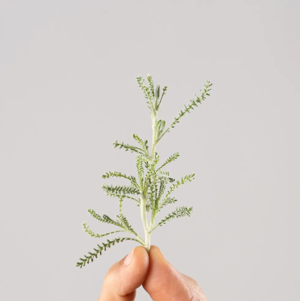 Santolina chamaecyparissus - Planta aromática