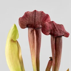 Sarracenia sp.
