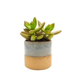 Sedum mix