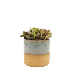 Sedum mix
