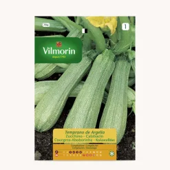 Semilla calabacin temprano argelia