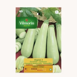 Semilla calabacin virginia 3