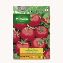 Semilla tomate san pedro