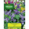 Semilla violeta olorosa