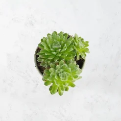 Sempervivum