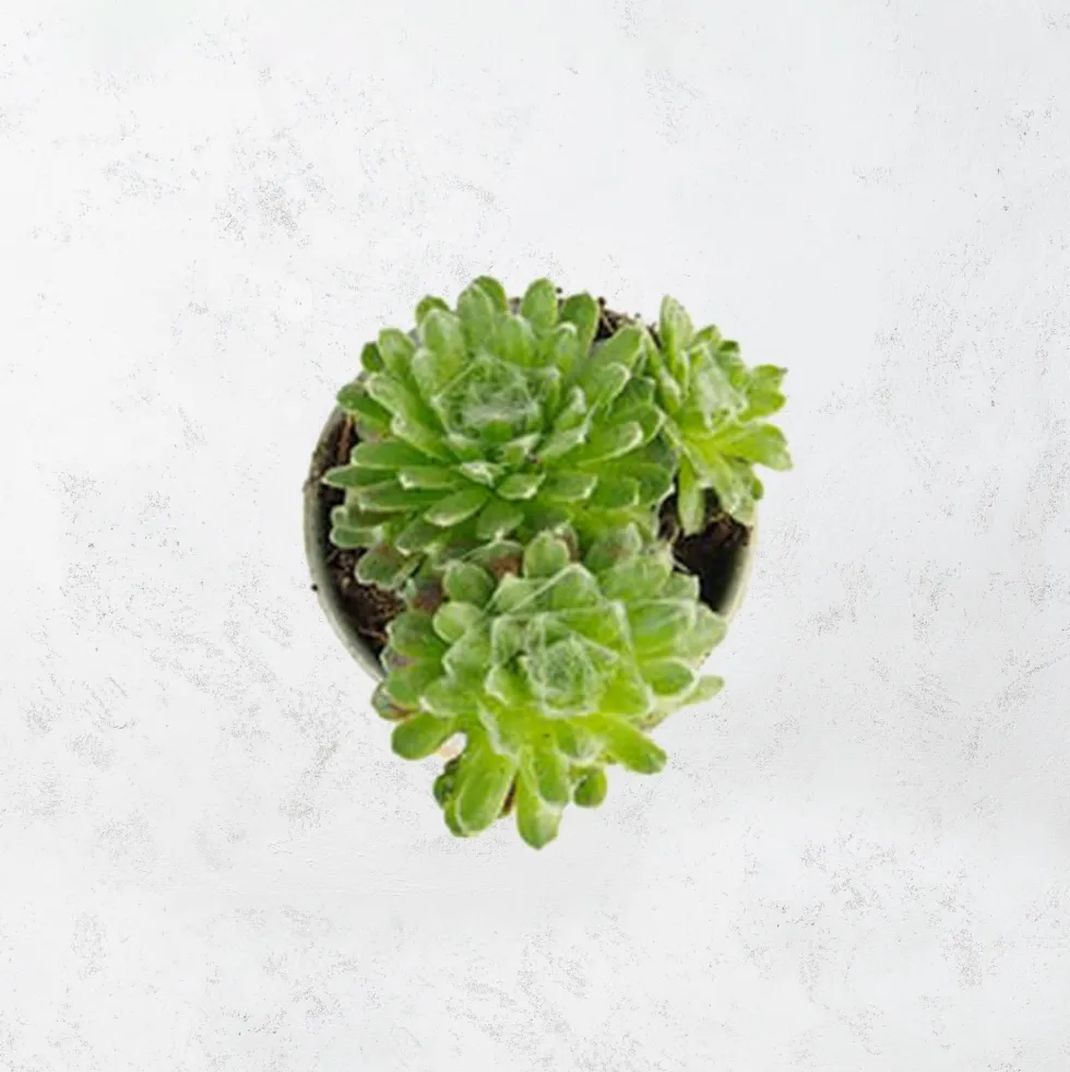 Sempervivum