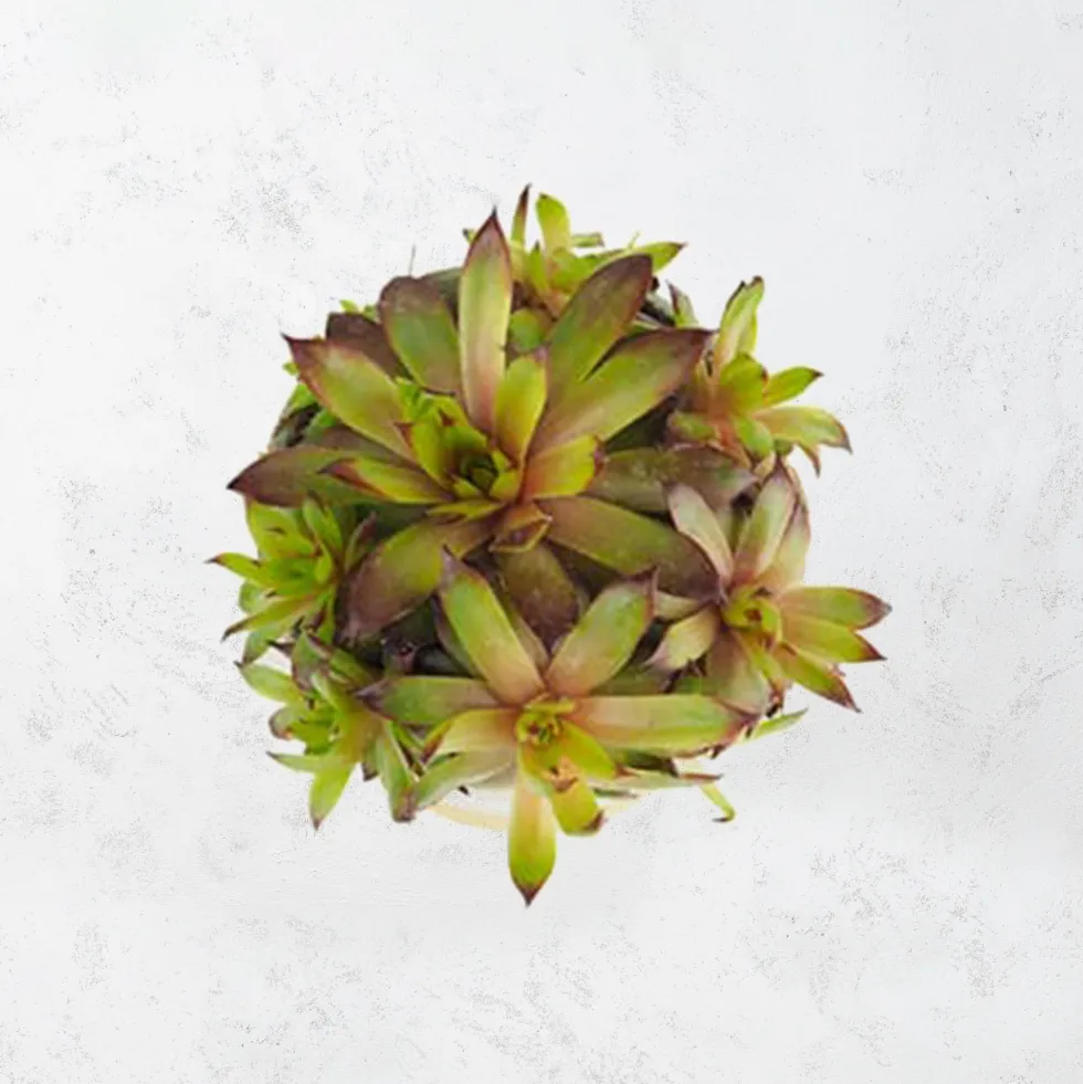 Sempervivum