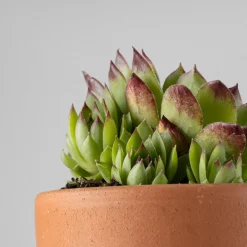Sempervivum
