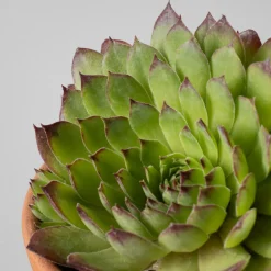 Sempervivum