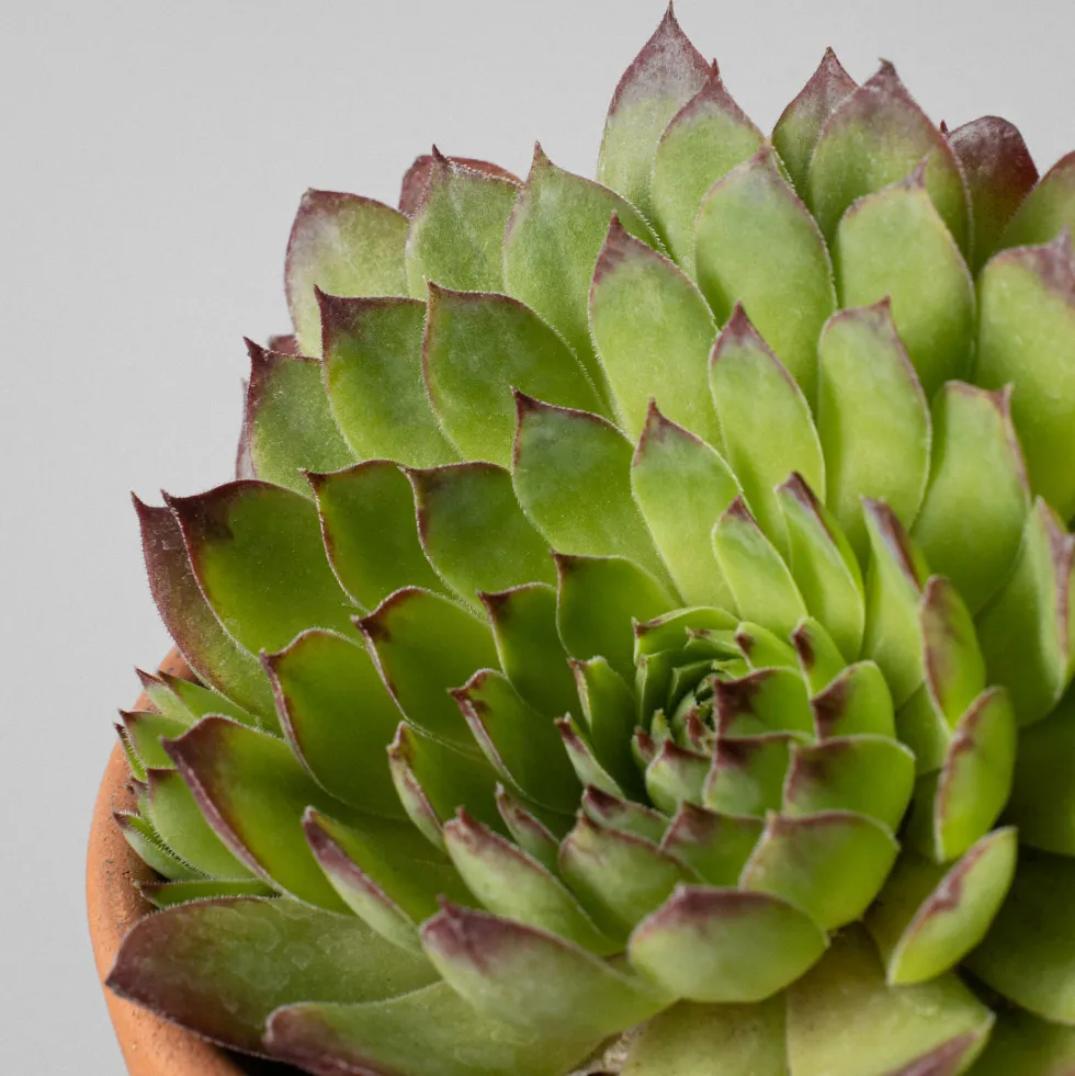 Sempervivum