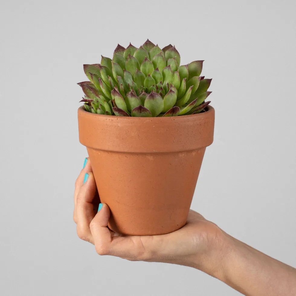 Sempervivum