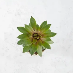 Sempervivum