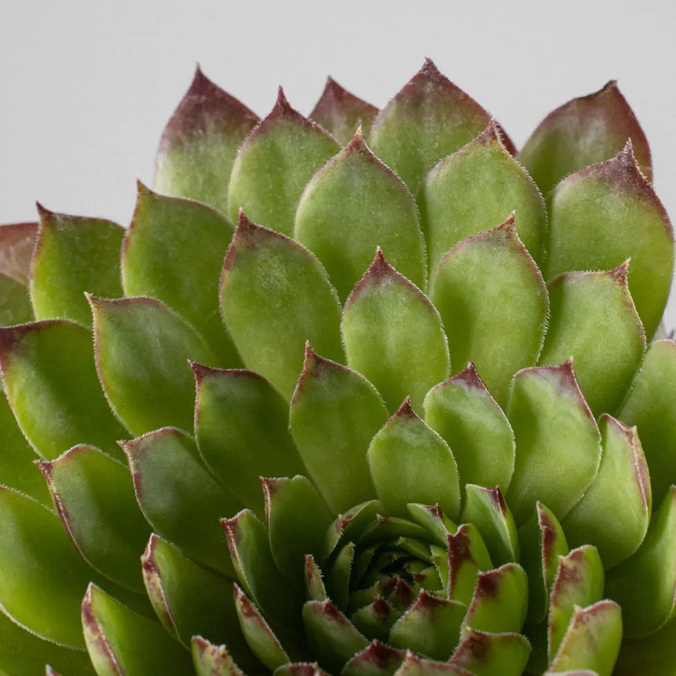 Sempervivum