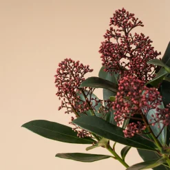 Skimmia japonica Rubella