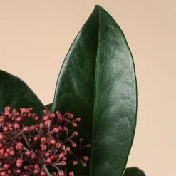 Skimmia japonica Rubella