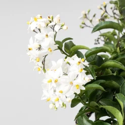 Solanum jasminoides