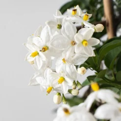 Solanum jasminoides