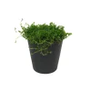 Soleirolia soleirolii (Helexine)