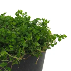 Soleirolia soleirolii (Helexine)