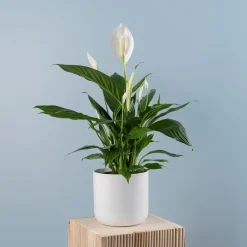 Spathiphyllum 'Bingo Cupido' (Espatifilo)