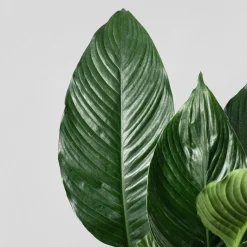 Spathiphyllum 'Sweet Sebastiano' (Espatifilo)