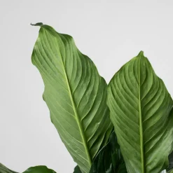 Spathiphyllum 'Sweet Sebastiano' (Espatifilo)