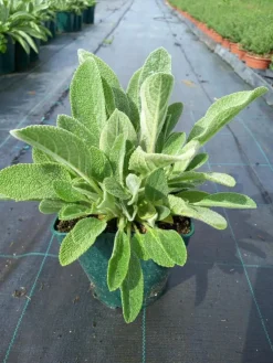 Stachys byzantina