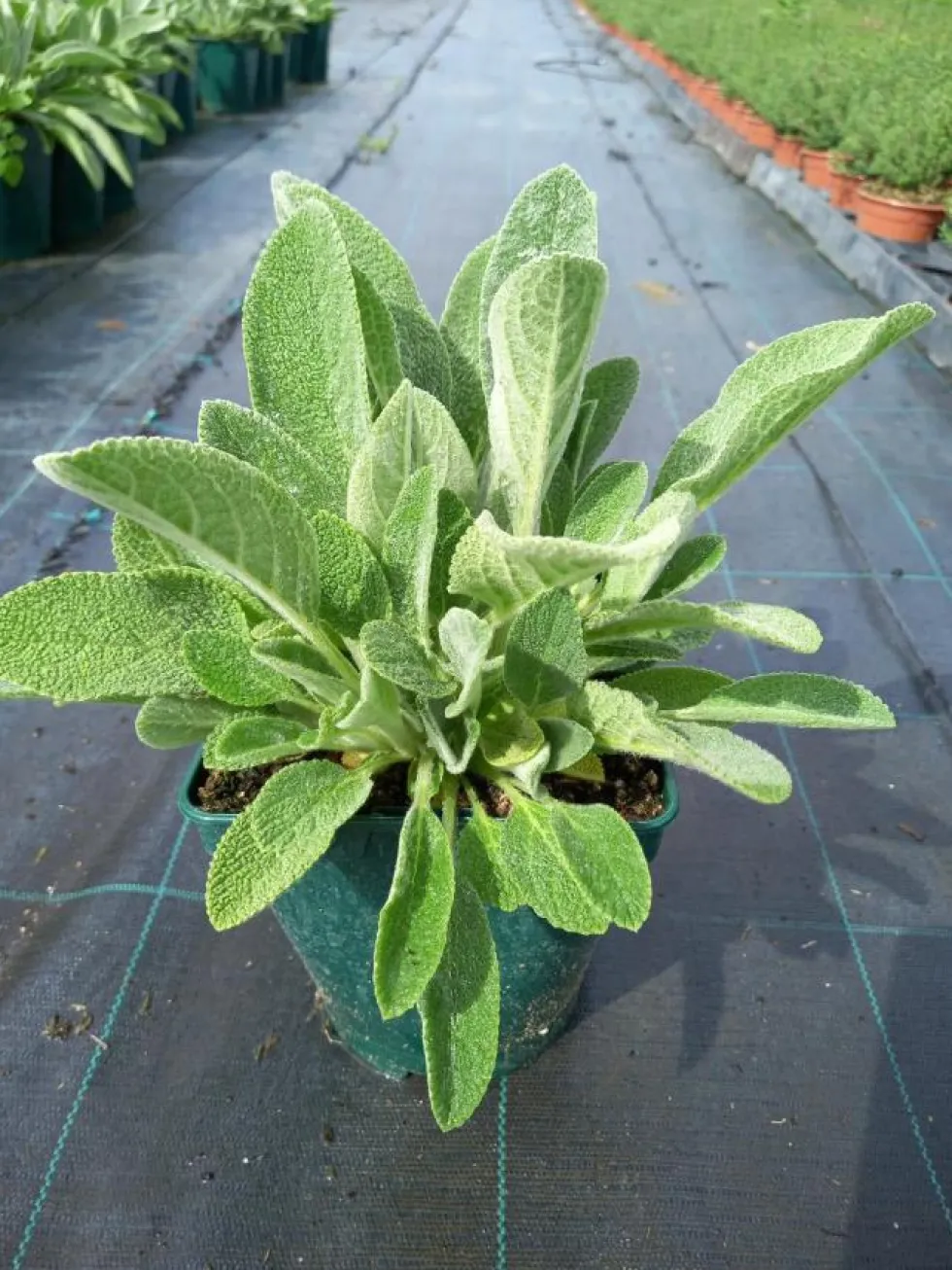 Stachys byzantina