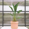Strelitzia augusta