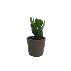 Suculenta Colección Sorpresa