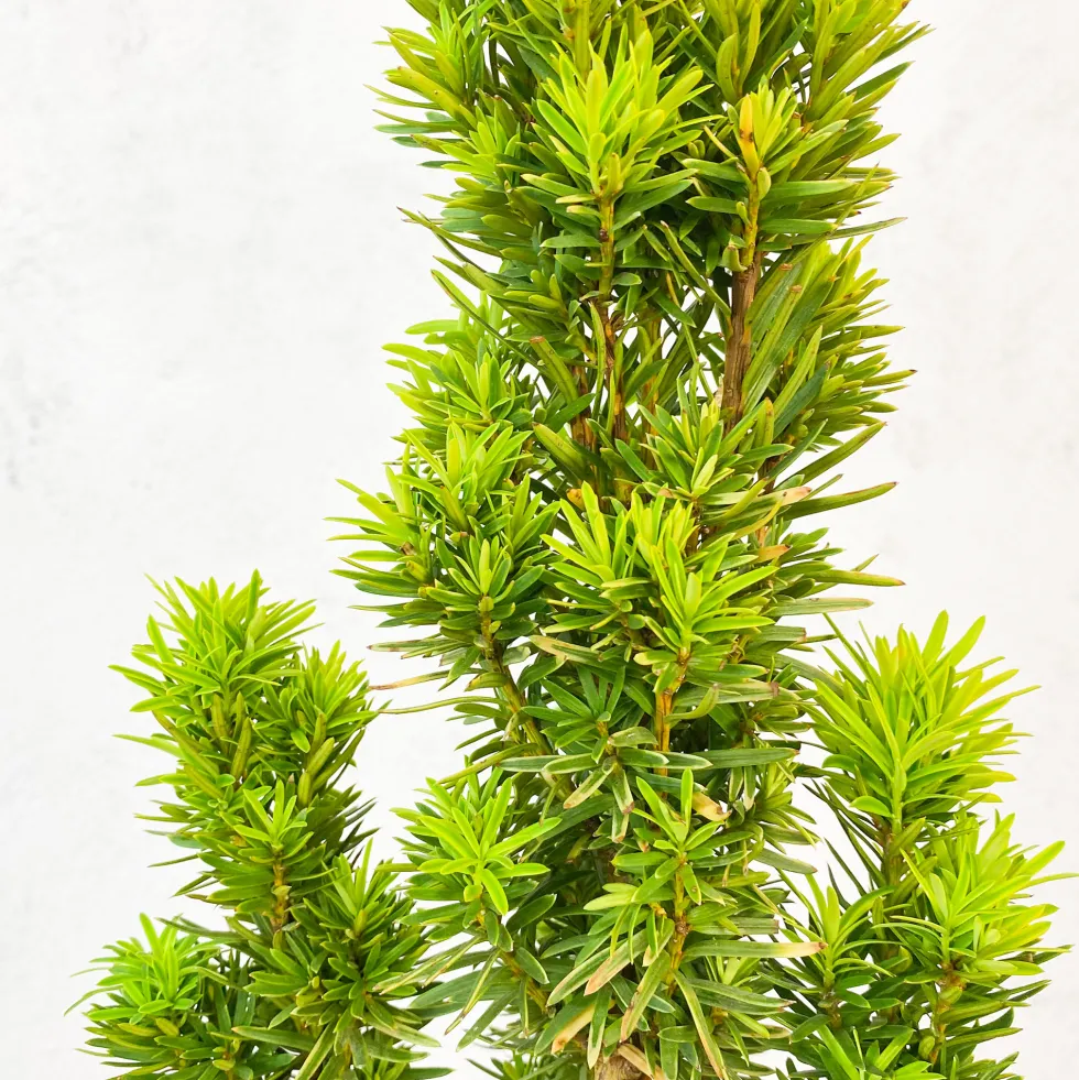 Tejo Común - Taxus baccata 'David'