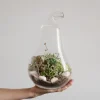 Terrario cactus y crasas (Pera)