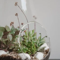 Terrario cactus y crasas (Pera)