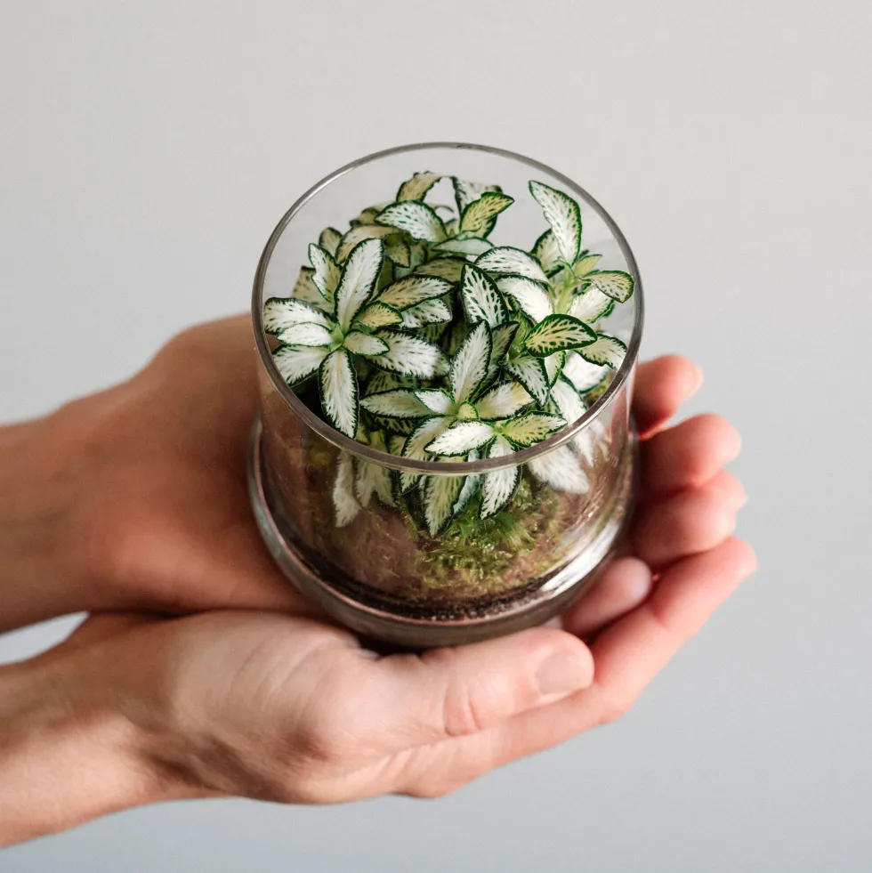 Terrario plantas Fittonia