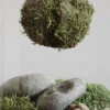 Terrario plantas Kokedama Calathea