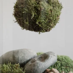 Terrario plantas Kokedama Calathea