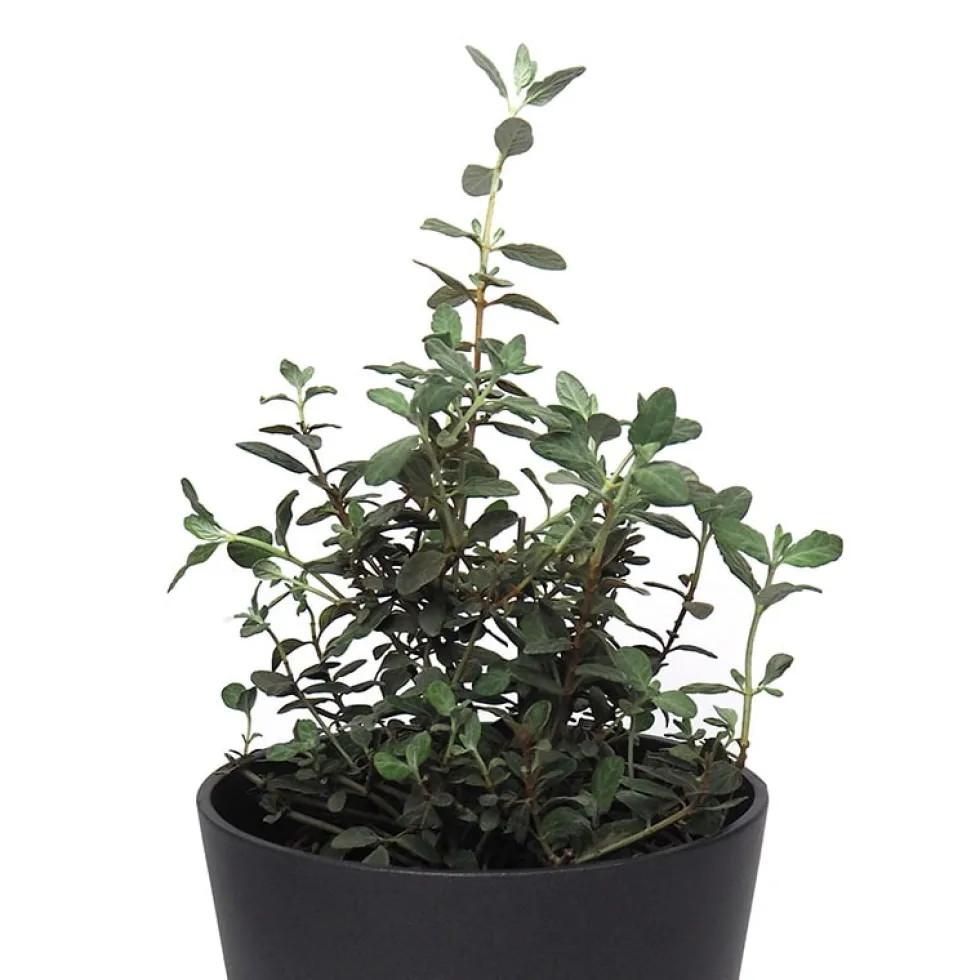 Teucrium fruticans
