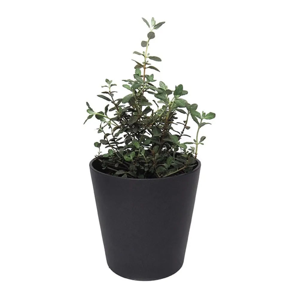 Teucrium fruticans