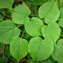 Tilia americana 'Redmond'