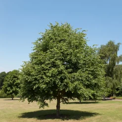 Tilia cordata