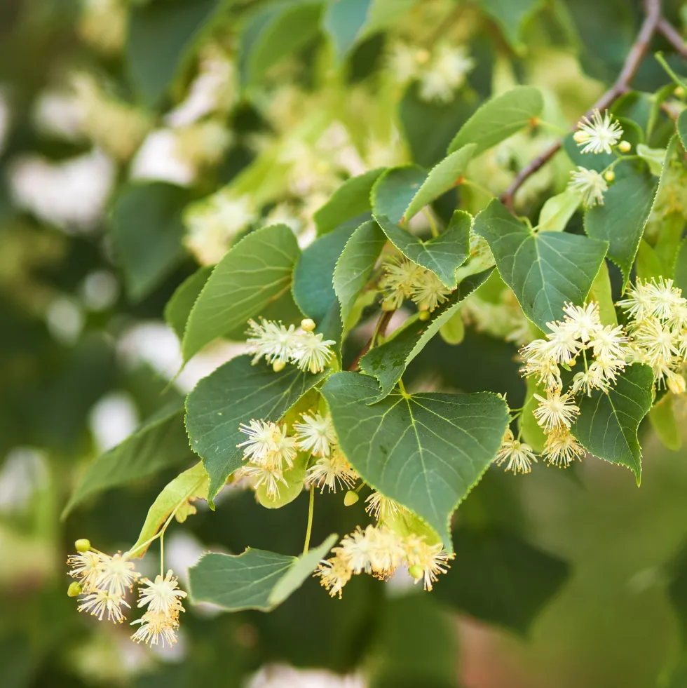Tilia cordata