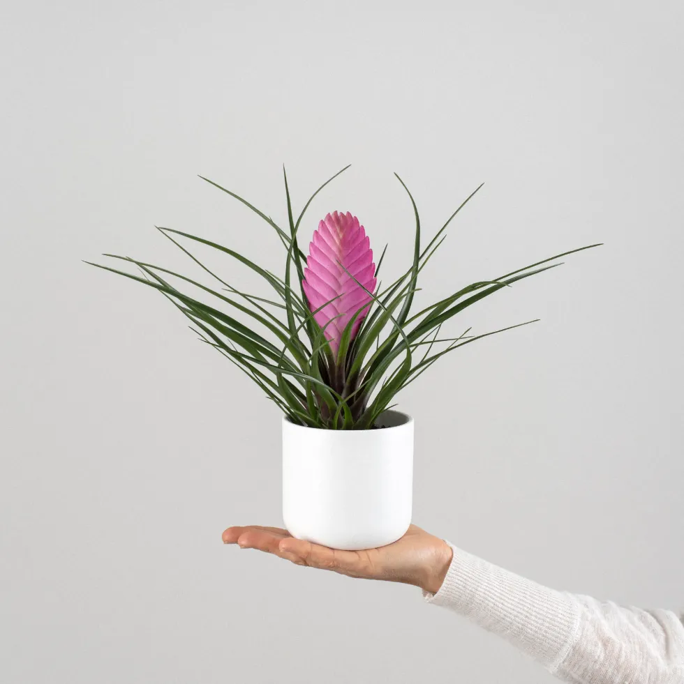Tillandsia cyanea 'Anita'