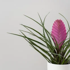 Tillandsia cyanea 'Anita'