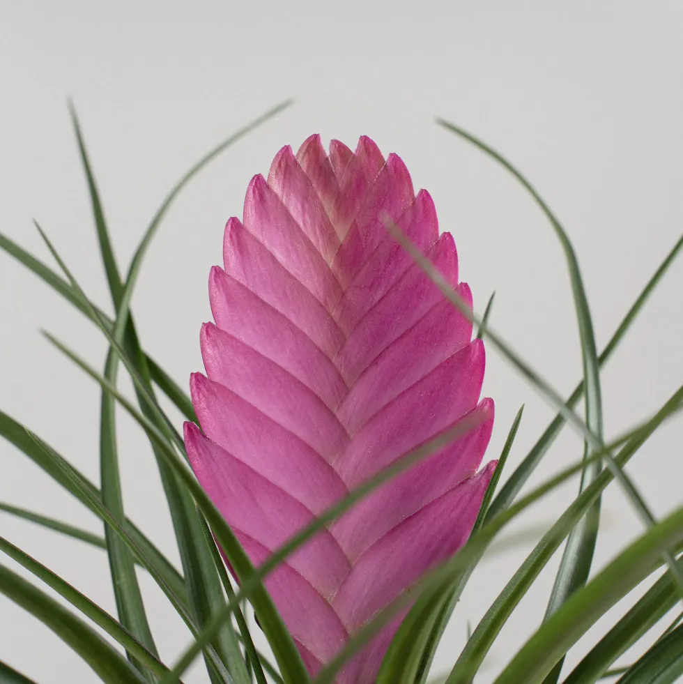 Tillandsia cyanea 'Anita'