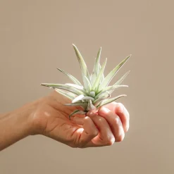 Tillandsia spp.