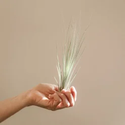 Tillandsia spp.