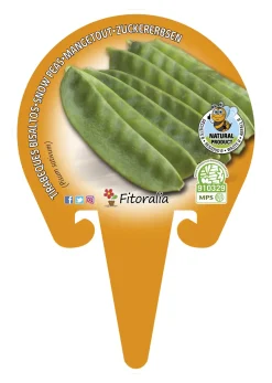 Tirabeques - Planta de huerto